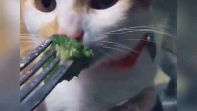 cat hates spinach