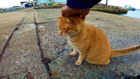 Tabby cat chases away its competitors