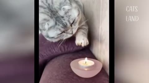 OMG So Cute ♥ Best Funny Cat Videos 2020 #47