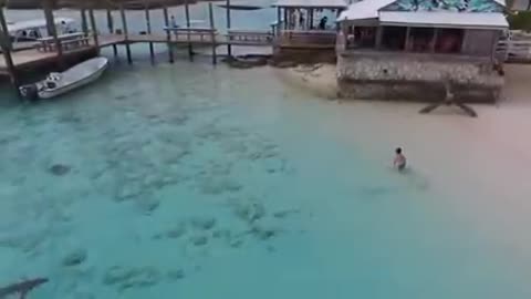 Four sharks chase a boy on the beaches of the Bahamas !!!!