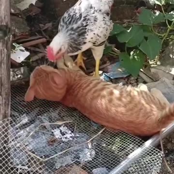 CHICKEN AND CAT PLAYING.