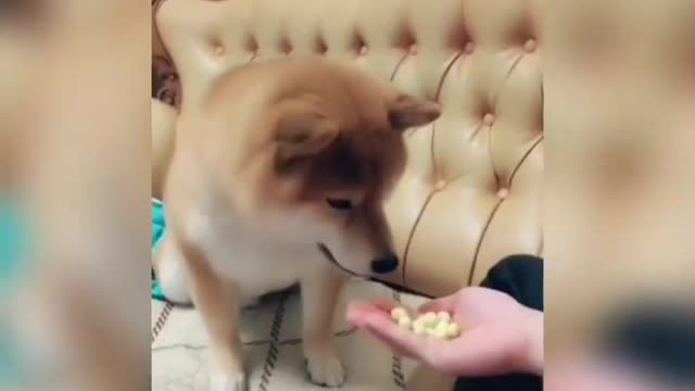 In this video dog eating