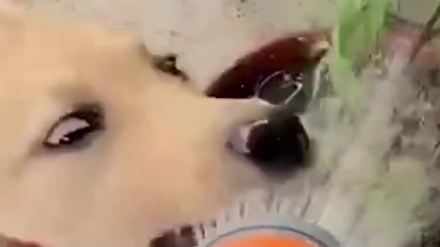 Funny puppy keeps grabbing water for a potted plant