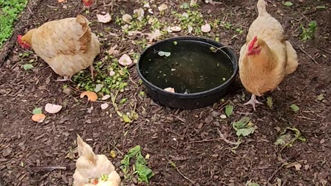 OMC! Awesome little flock around the water cooler! #awesome #little #flock #water #cooler #shorts