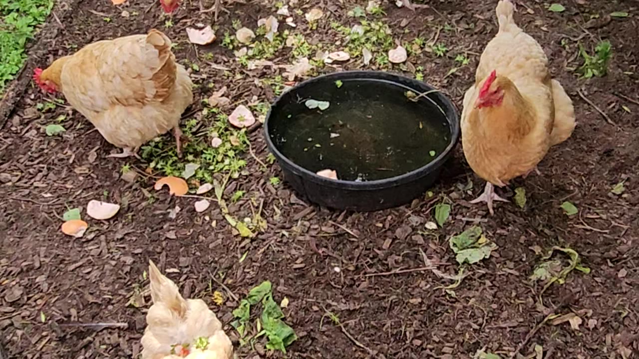 OMC! Awesome little flock around the water cooler! #awesome #little #flock #water #cooler #shorts