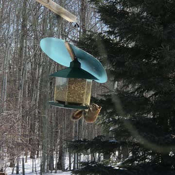 Squirrel Eating Birds Food