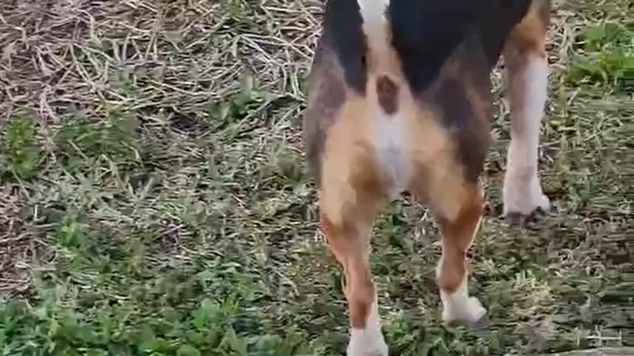 Bo hopes everyone has a great weekend. #beagleslife #beagletales #rock #shorts