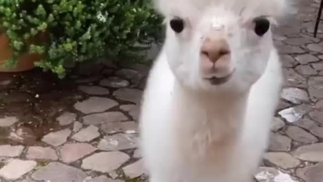 Funniest Dogs And Cats Videos - Funny Animal Videos, Best of the 2021 №9