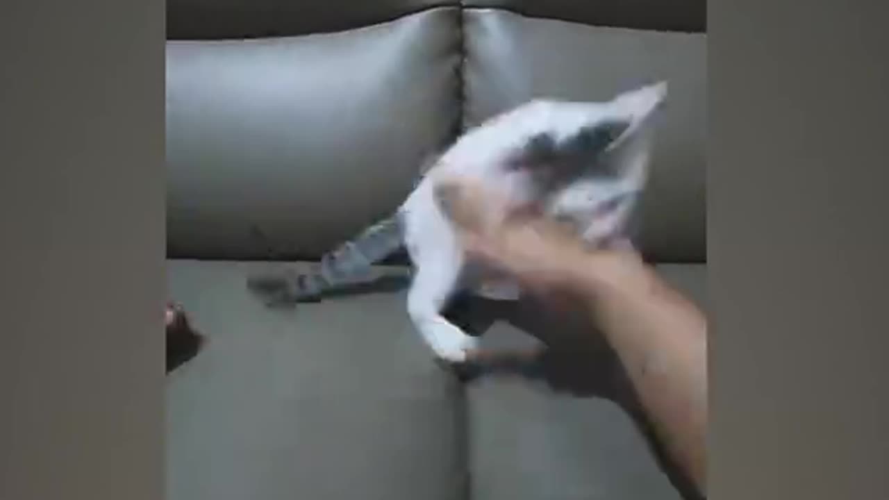 Cute Cat Fighting