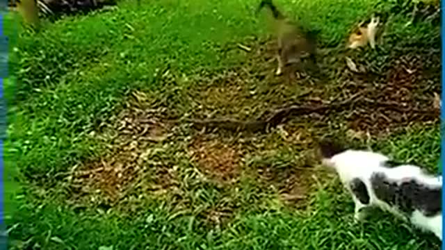 Snakes might be the ones always terrifying others