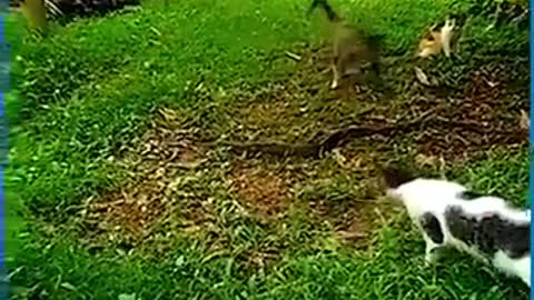 Snakes might be the ones always terrifying others
