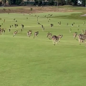 Game of Golf Interrupted by Hundreds of Kangaroos in Australia