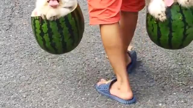 Super Cute and Funny Puppy
