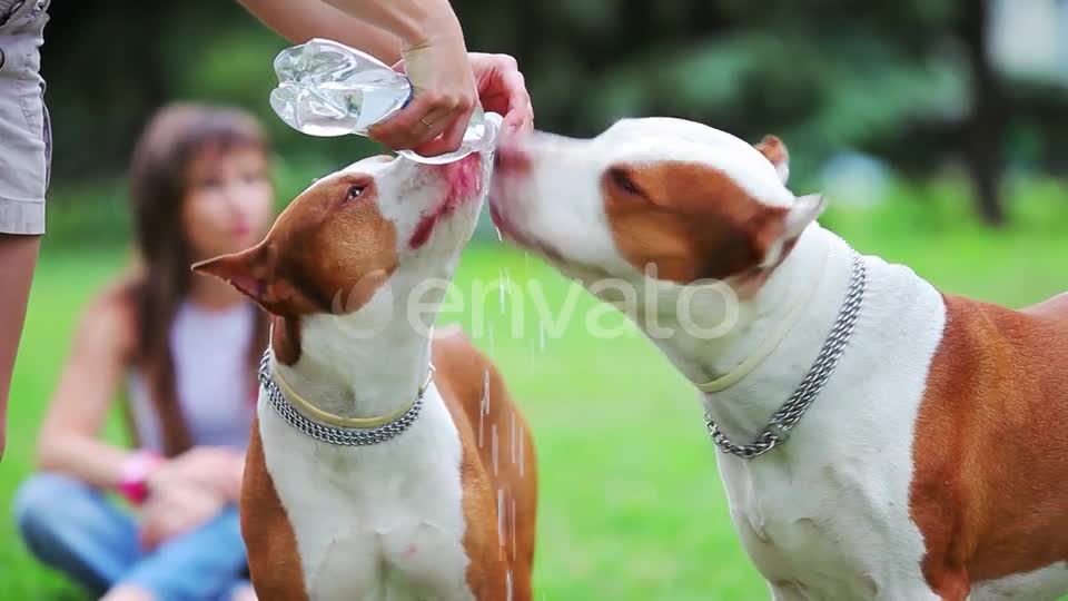 Pit Bull Terrier Drinks Water