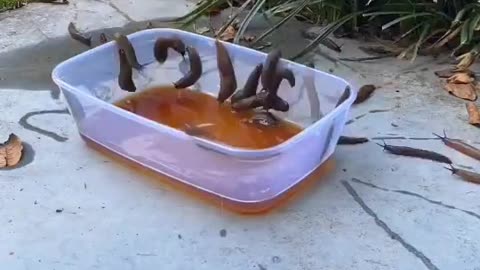 Snails Love Beer