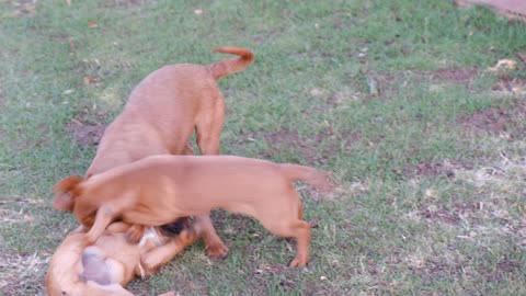 Three dogs fight - dogs playing - puppies