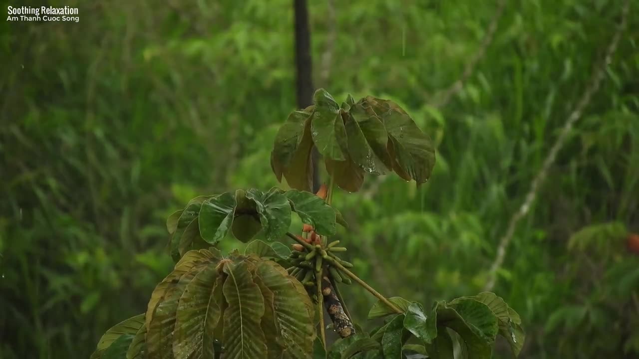 The sound of rainstorms and thunder helps you relax your mind