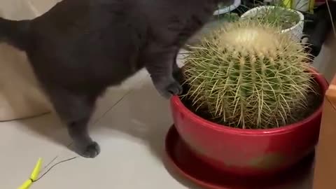 This cat can eat anything! Even cacti dare to eat.