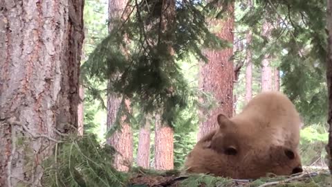 Bears Wrestle and Play on Roof of Shed