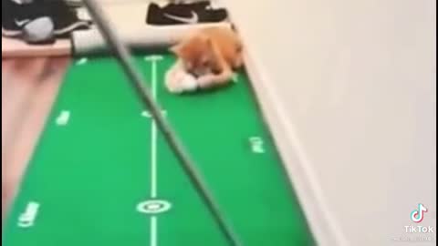 Billiard Cat - These are all mine