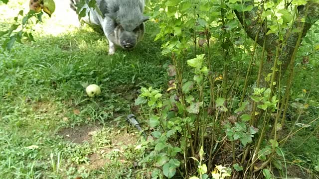 Miss patches found an apple