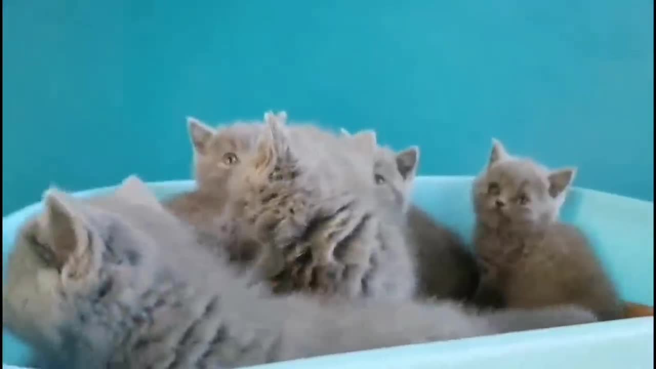 The little blue cat hiding in the basin