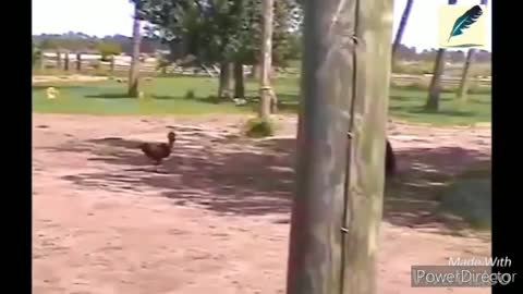 Angry chicken Chasing kids and adults ( Really Funny !!)😂🤣😂