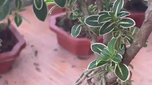 multi-branched green leaves