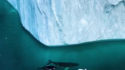 Iceberg and whales