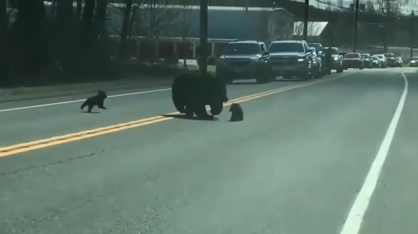 Brave mother bear trying to help her cubs cross the road in the presence of heavy traffic