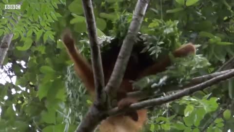 AMAZING ORANGUTAN