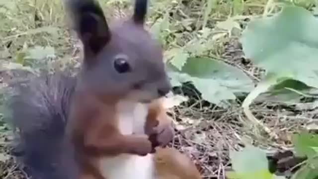 Squirrel in a state of psychological shock😁😁💖.....