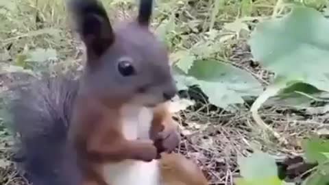 Squirrel in a state of psychological shock😁😁💖.....