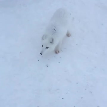 The scribe calmly walks next to the person