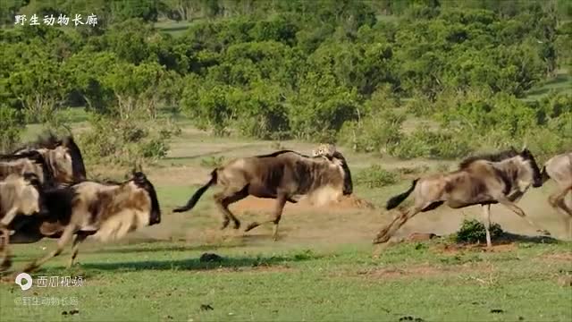 Cheetah Family Team Hunting, Attack Strategy You Don't Know