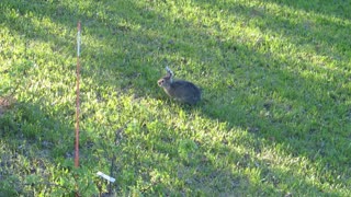 Wild bunny rabbit explores vast backyard, Fairbanks, Alaska, May 2022