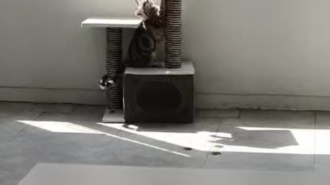Two cute cats playing in the cat tower