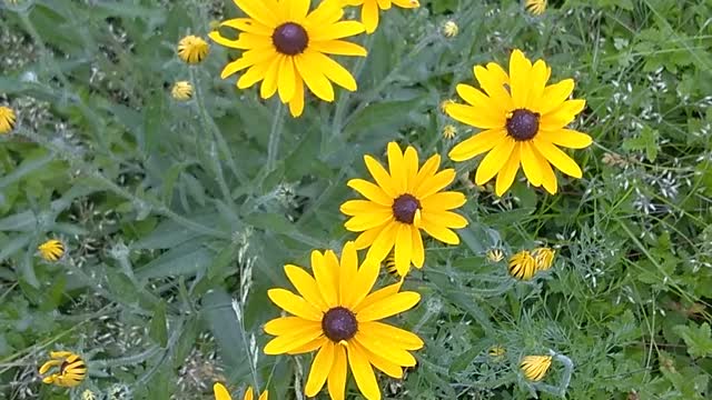 Black-eyed Susan