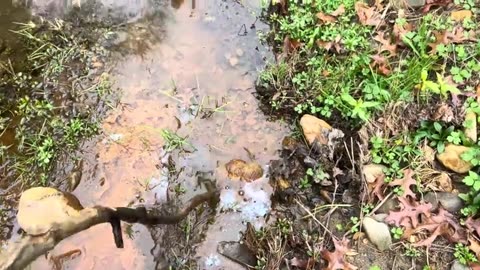 Western NC Freeze Coming (Operation Mountain Relief - Deep River Farm - Nov.20th,2024)