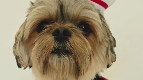 Funny dog doctor