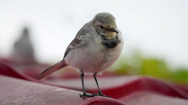 Closeup of a white bird - With great music