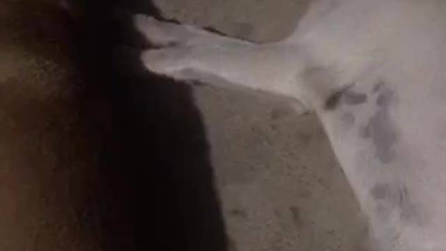 My dog sleep