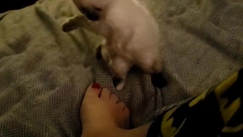 Tofu vs my feet