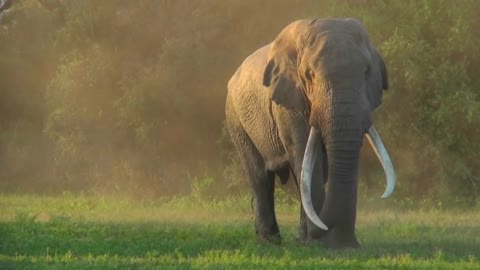 A beautiful majestic giant elephant stands in early morning light with massive tusks.