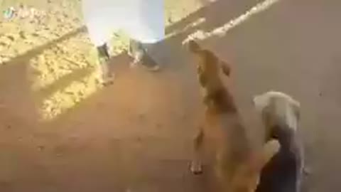 watched a laughing dog