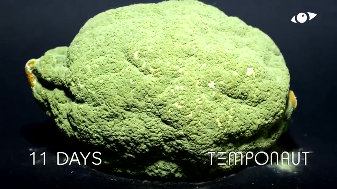 Timelapse Lemon 2.0