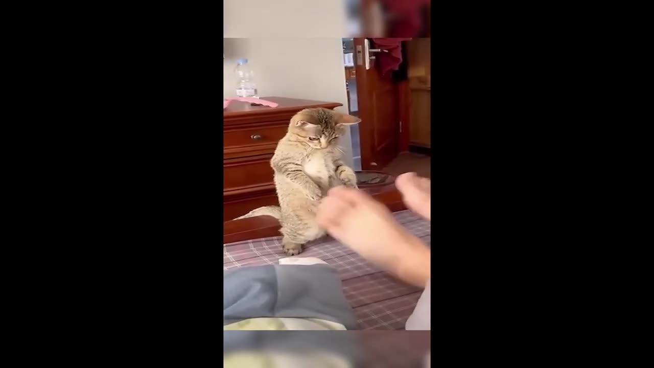 Funny Animal Video