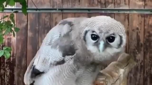 The owl shook its head