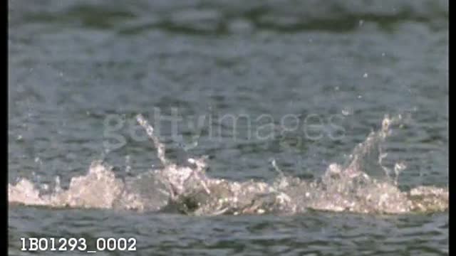 Pair of Clark's Grebes run together on water during courtship display
