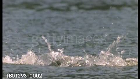 Pair of Clark's Grebes run together on water during courtship display